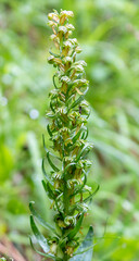 Wall Mural - Frog Orchid (Coeloglossum viride)