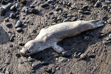 Strong Emotional Image Of A Dead Baby Seal