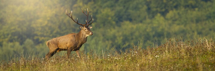 Wall Mural - majestic red deer, cervus elaphus, standing on meadow with copy space. panormaic composition of magn