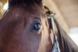 Close up eye of the big brown horse