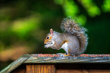 Squirrel Feeding On A Bench