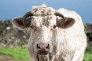 Young Charolais Bull Head Close Up, bright fur