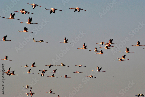 large group of lesser and greater flamingos in flight along the water side