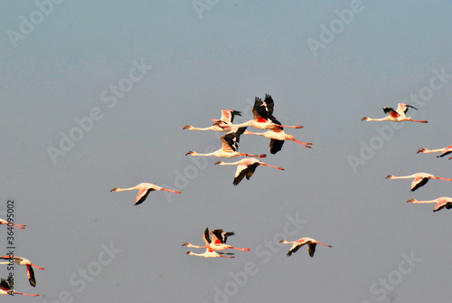 large group of lesser and greater flamingos in flight along the water side