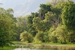 Naturalne rozlewisko otoczone drzewami w Parku Narodowym Mana Pools w Zimbabwe w Afryce