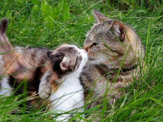 Mom cat and kitten gray mom cat takes care of her baby kitten white red color.