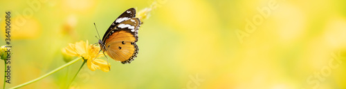 Nature of butterfly in garden using as background butterflies day cover page