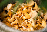 Fototapeta  - Mushrooms Of Chanterelle In Basket In Forest Close Up.