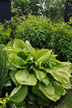 Vertical Image Of A Large Clump Of 'Sum And Substance' Hosta (Hosta 'Sum And Substance') In A Garden Setting