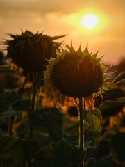 Sunflowers at sunset