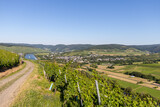 Fototapeta Las - Scenic view on river Moselle valley with vineyard in  foreground