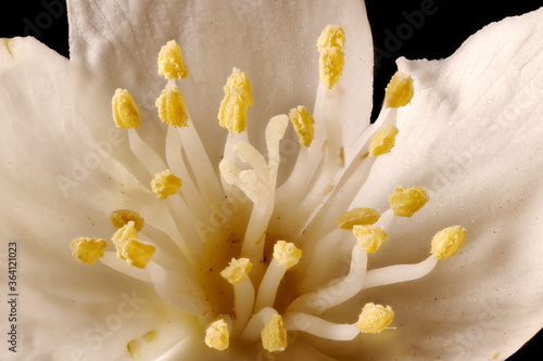 Cuadros en Lienzo Mock-Orange (Philadelphus coronarius). Pistil and Stamens Closeup