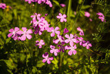 Fototapeta  - Flowers Of Meadow Carnations Grow On Meadow In Sunny Summer Day.