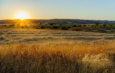 Wall Mural - summer sunset landscape with sunbeams over fields of cut wheat and rye harvest