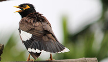 A Myna Bird In Angry Mode Captured In Assam