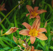 Liliowiec ogrodowy, Hemerocallix x Hybrida