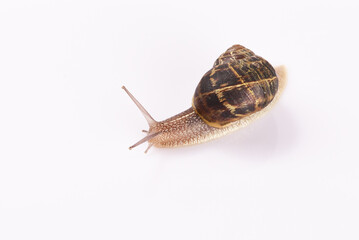 Snail on the white background, close up.