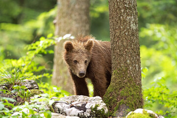 Sticker - Brown bears in the forest. European bear moving in nature. Brown bear from Slovenia. Wildlife walking in nature. Bear in wildlife. Small bears in the forest. Spring in nature. 