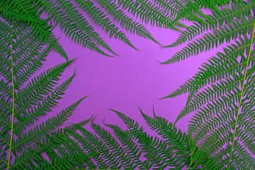 Wall Mural - Green leaves of palm tree or tropical tree on a pink background. Background for cosmetic natural product. fat lay