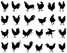 Black Silhouettes Of Roosters And Hens On A White Background