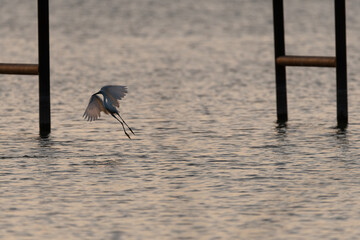 Wall Mural - Snowy Egret landing in lake at sunset