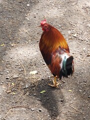 Chicken in the yard