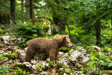 Sticker - Brown bears in the forest. European bear moving in nature. Brown bear from Slovenia. Wildlife walking in nature. Bear in wildlife. Small bears in the forest. Spring in nature. 