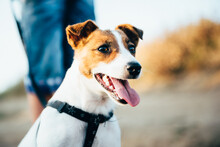 A Small Dog Of The Jack Russell Terrier Breed On A Walk
