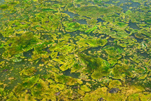 Algae Forming Abstract Patterns On A Pond Surface