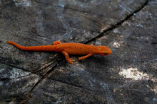 Eastern Red-spotted Newt On A Wood Surface