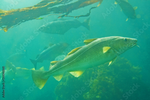 Fotografía Cod fish and seaweed plant under water, Norway