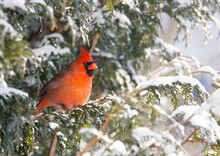 Male Northern Cardinal Perched In A Cedar Hedge In Winter.