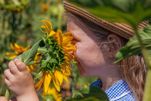 Cute Girl In A Straw Hat And Blue Plaid Dress Smelling Sunflower In The Field. Child With Long Blonde Wavy Hair On Countryside Landscape With Yellow Flower In Hand. Farming Harvesting Concept Portrait