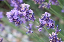 Detail Of Violet Flower Clusters Of True Lavender Flower, Latin Name Lavandula Angustifolia, In Afternoon Summer Sunshine. 
