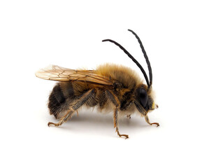 Long-horned bee , Eucera sp. isolated on white background