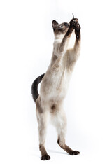 Wall Mural - The cat stands on its hind legs on a white background.