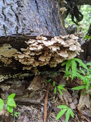 mushrooms on tree trunk