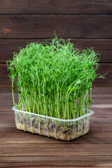 Wall Mural - Microgreen pea sprouts on old wooden table. Vegan and healthy eating concept. Growing sprouts.