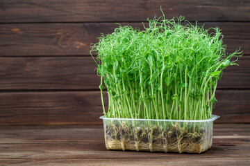 Wall Mural - Microgreen pea sprouts on old wooden table. Vegan and healthy eating concept. Growing sprouts.