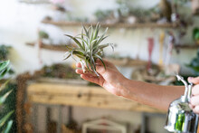 Close Up Of Woman Florist In Overalls, Holding In Her Wet Hand And Spraying Air Plant Tillandsia At Garden Home/greenhouse, Taking Care Of Houseplants. Indoor Gardening. 