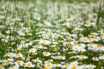 lots of white daisies in the field, use as background or texture