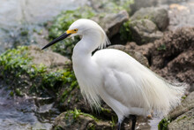 Snowy Egret, Egretta Thula, With Feather's Puffed Near Water's Edge On A Summer Afternoon