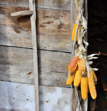 Dry Corn Weighs Under The Roof