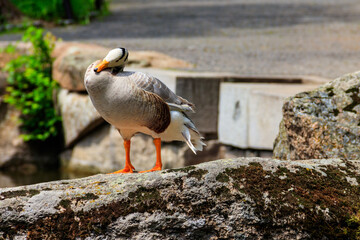 Wall Mural - Bar-headed goose (Anser indicus) standing on a stone