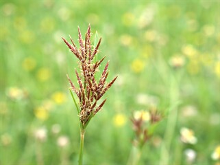 Closeup Andropogon plant of weed (grass family )with green blurred background ,grass field ,sweet color for card design ,red wild flowers on yellow background