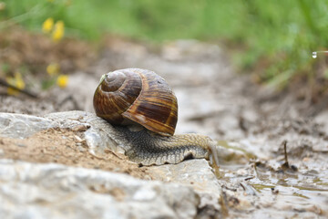 Wall Mural - Big snail in shell crawling wet country road. Burgundy snail Helix pomatia , Burgundy edible snail or escargot