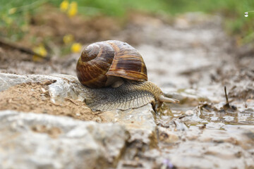 Wall Mural - Big snail in shell crawling wet country road. Burgundy snail Helix pomatia , Burgundy edible snail or escargot