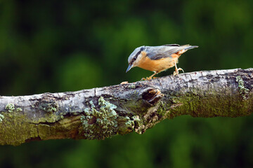 Canvas Print - The Eurasian nuthatch or wood nuthatch (Sitta europaea) sitting on the branch with a green background. A small songbird with a yellow belly and a gray head and back.