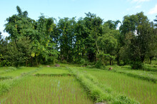 Bunch The Paddy Plant Field  With Green Tree And Sky View.