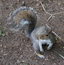 Squirrel Standing On Rough Ground Showing Detail And Bushy Tail